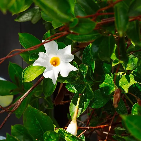 Giulia * פראינו